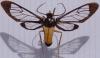 Cosmosoma sp.